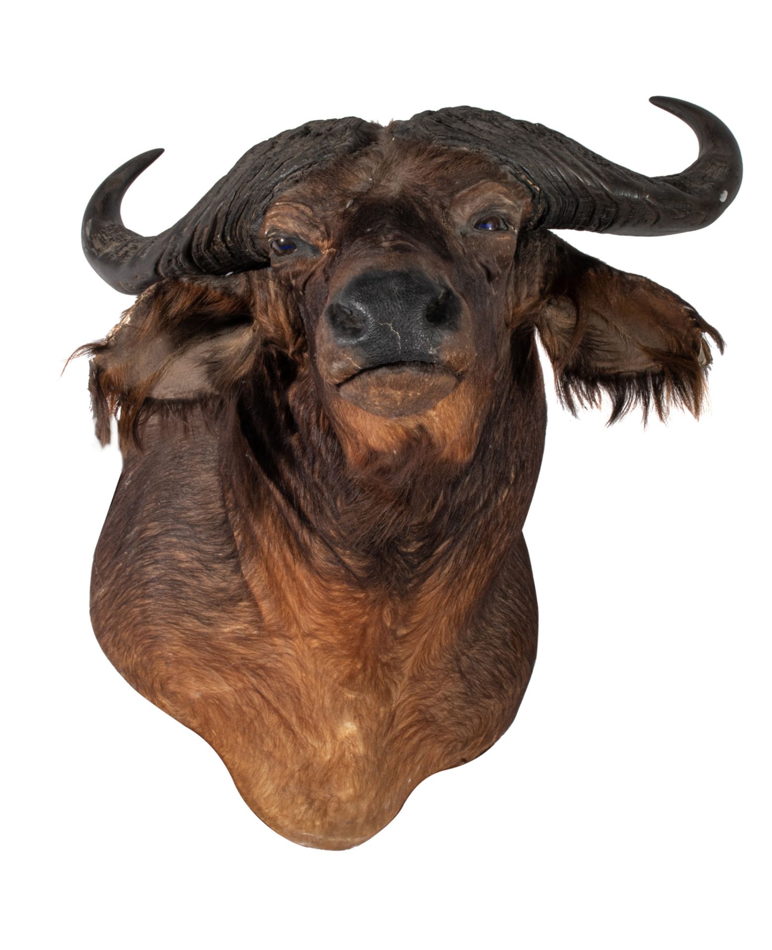 A taxidermic head of an African buffalo, H 75 cm