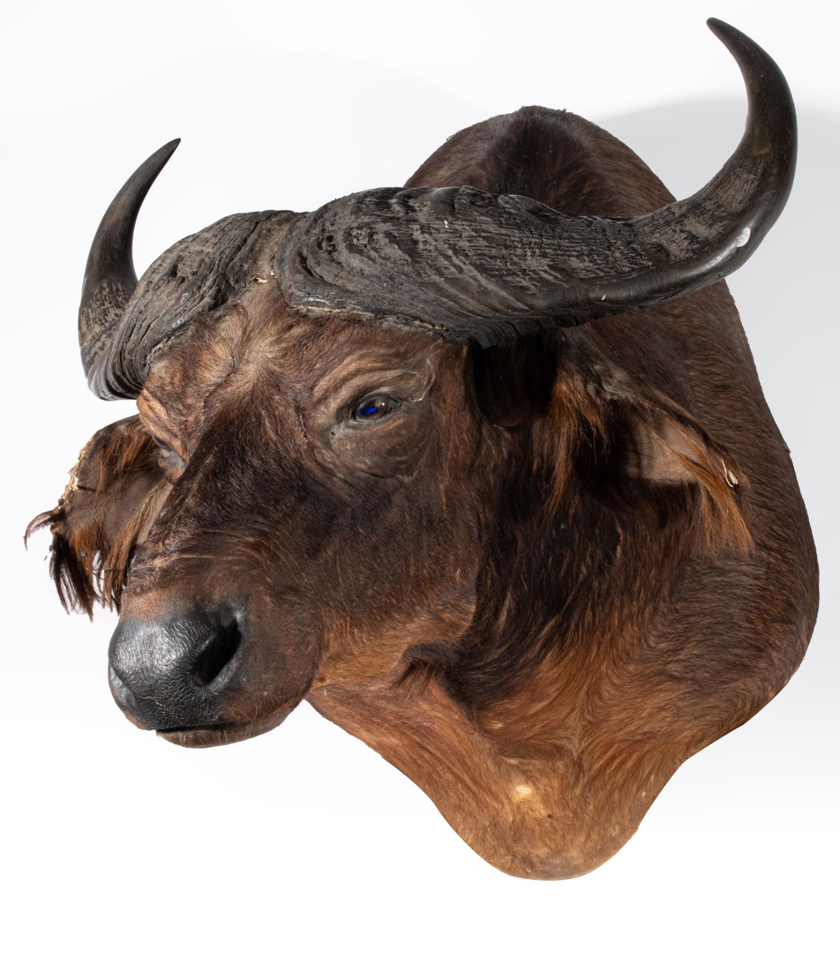 A taxidermic head of an African buffalo, H 75 cm - Image 3 of 9