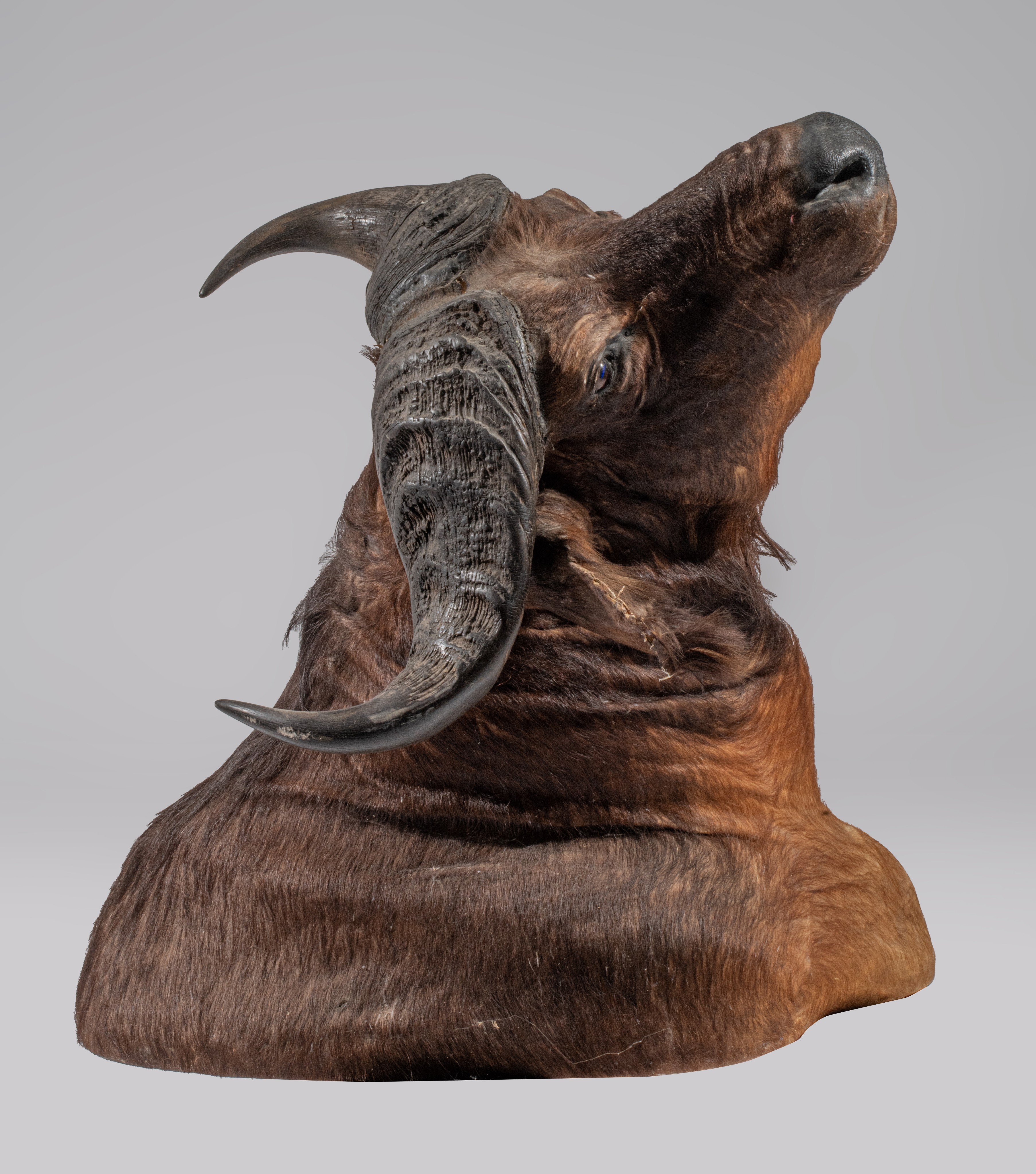 A taxidermic head of an African buffalo, H 75 cm - Image 6 of 9