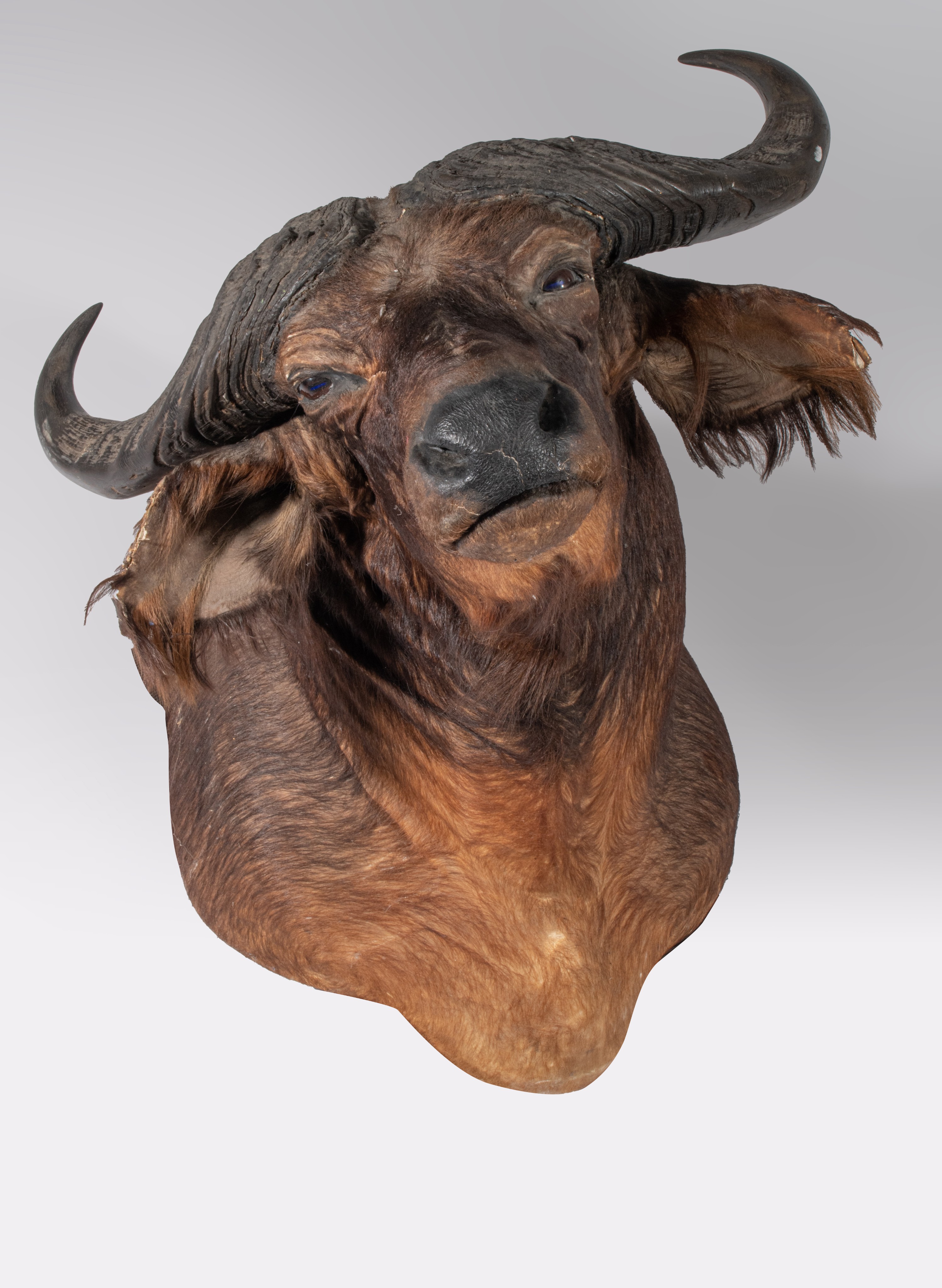 A taxidermic head of an African buffalo, H 75 cm - Image 2 of 9