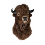 A taxidermic head of an American bison, H 90 cm