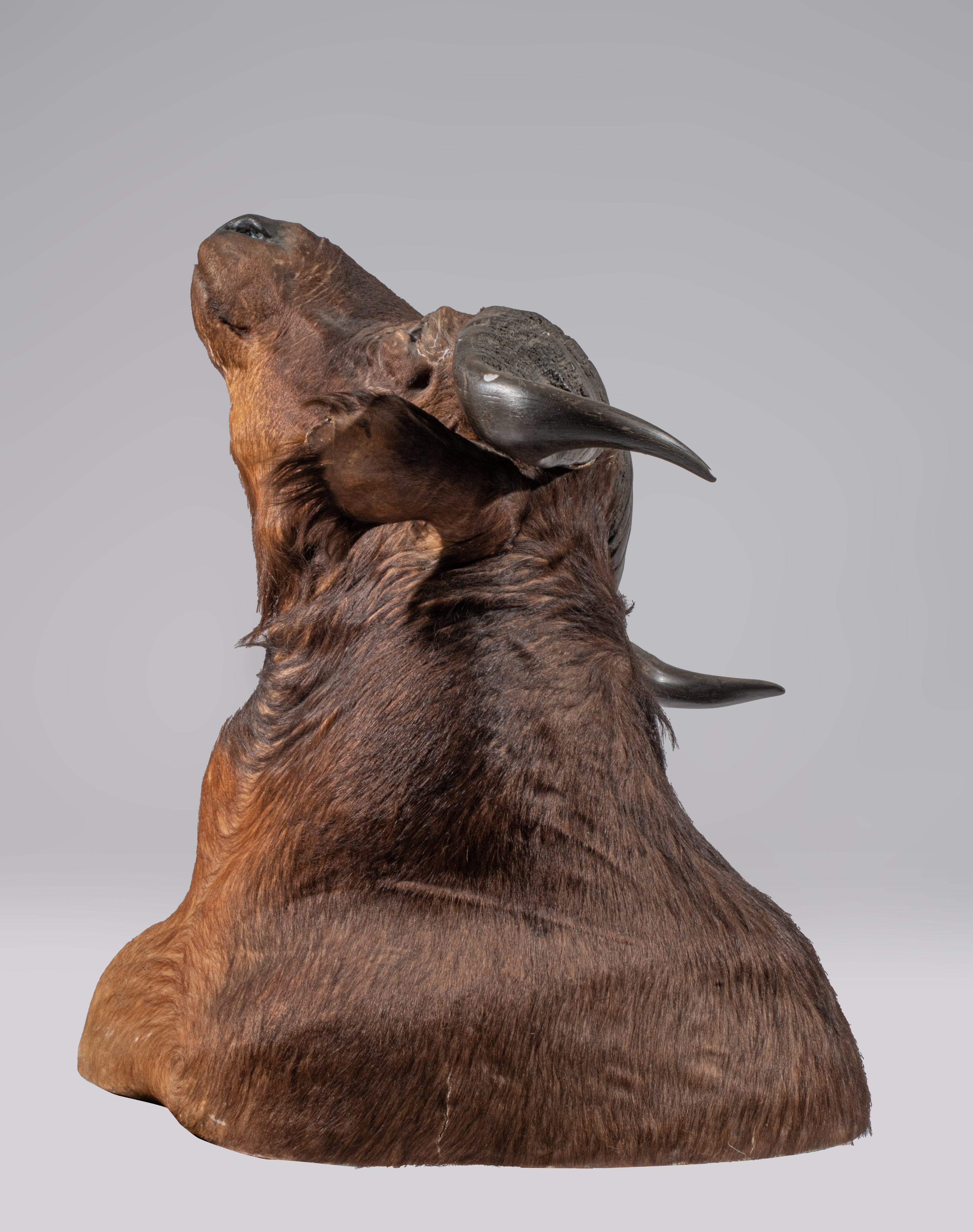 A taxidermic head of an African buffalo, H 75 cm - Image 7 of 9