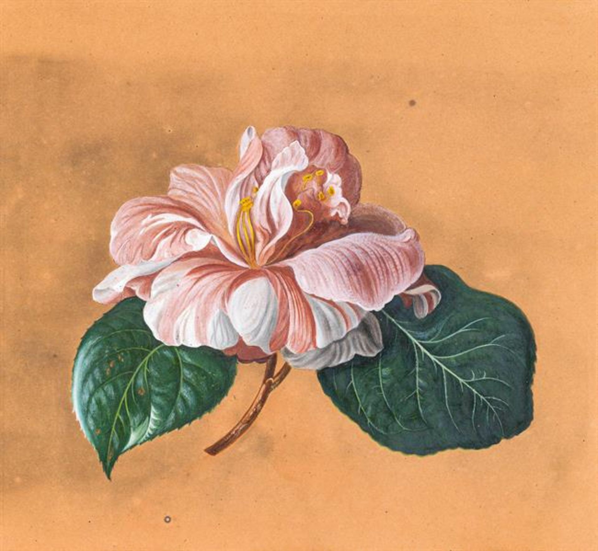 Artist of the 19th century: Camellia