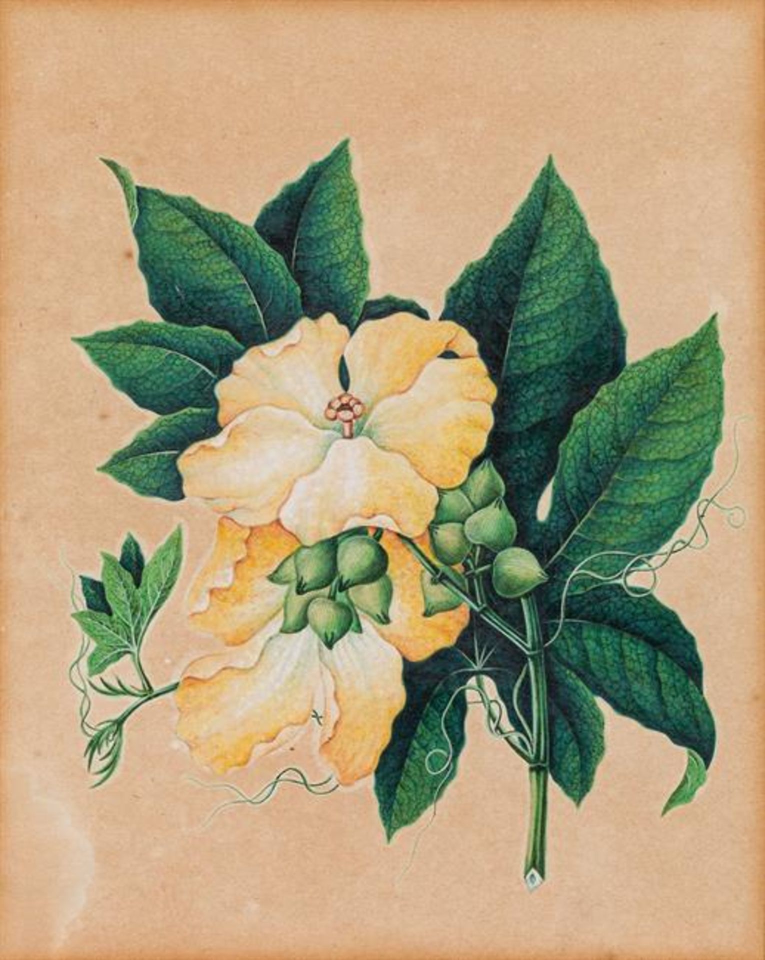 Leopold Brunner: Mixed lot (2 pieces): Passion flower and yellow clematis - Image 3 of 3