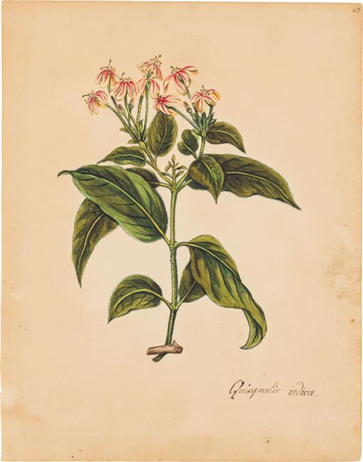 Artist of the 19th century: Mixed lot: Flower studies (5 pieces) - Image 6 of 6