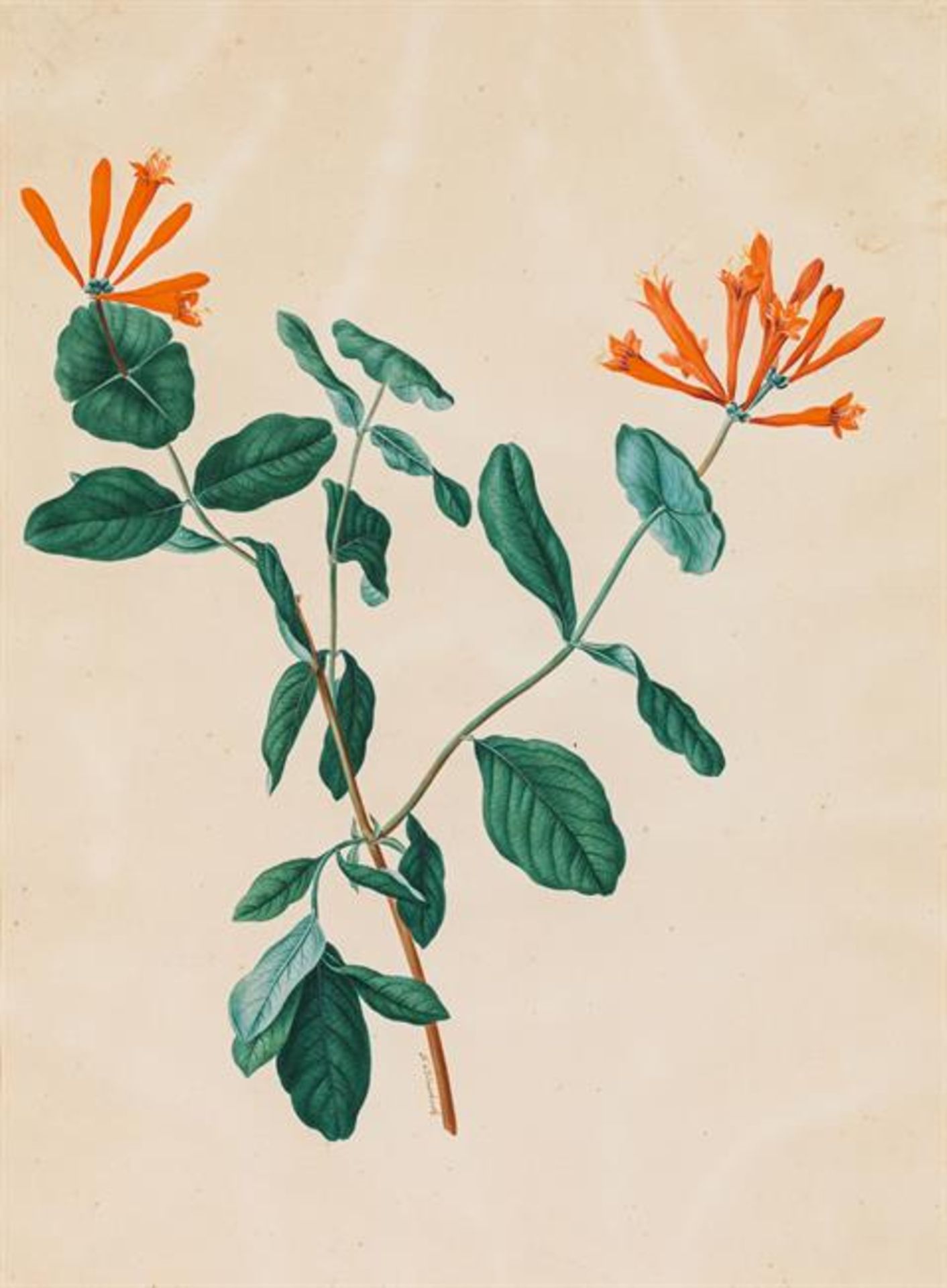 Franz Blaschek: Honeysuckle