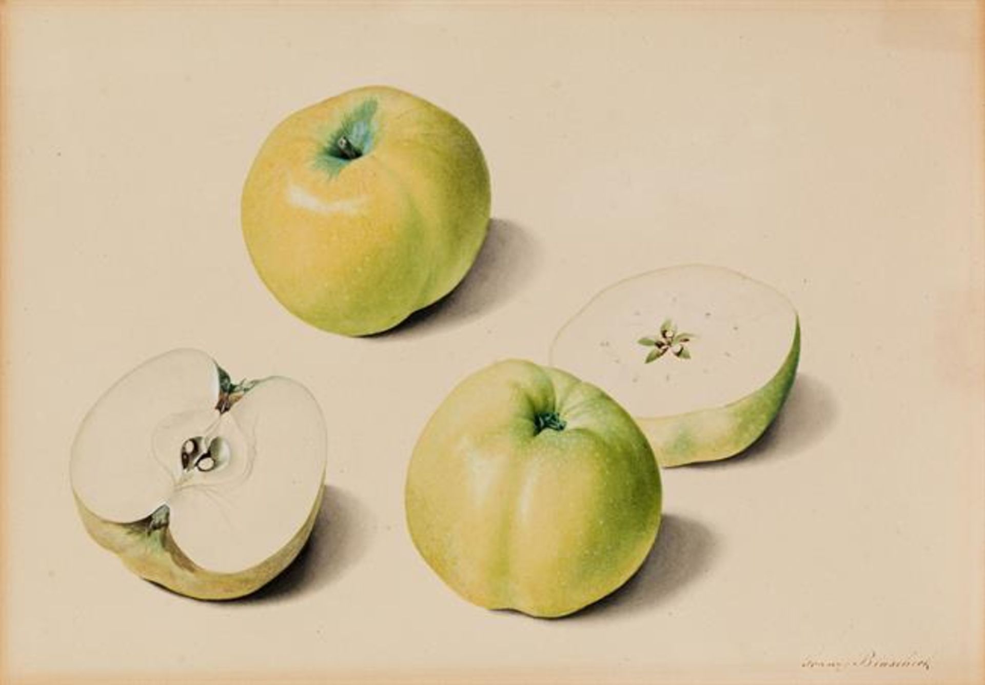 Franz Blaschek: Study of apples