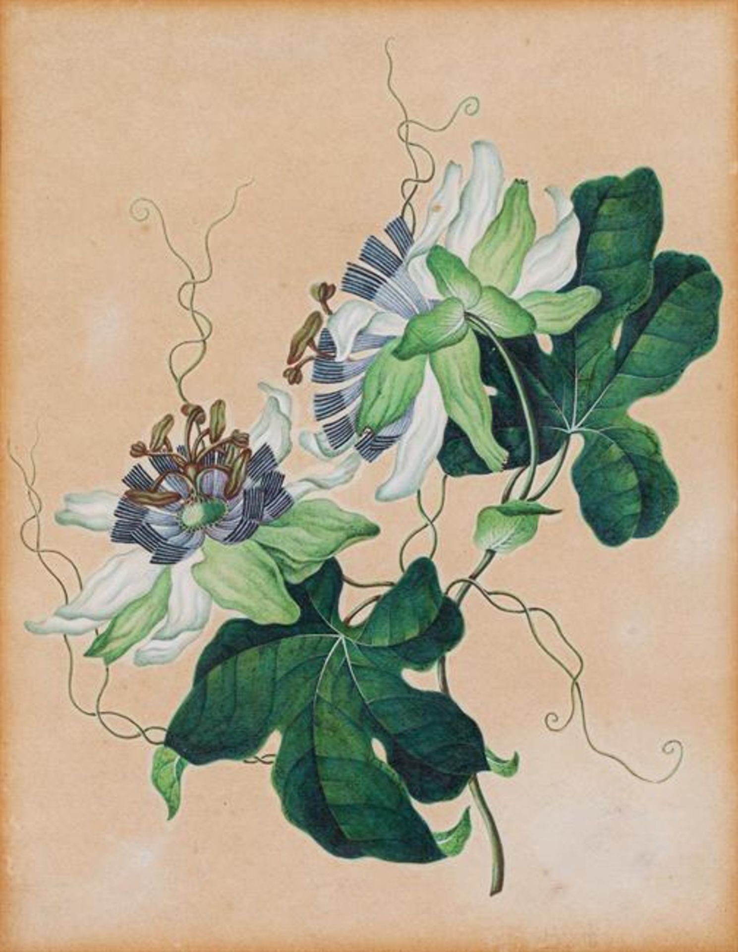 Leopold Brunner: Mixed lot (2 pieces): Passion flower and yellow clematis - Image 2 of 3