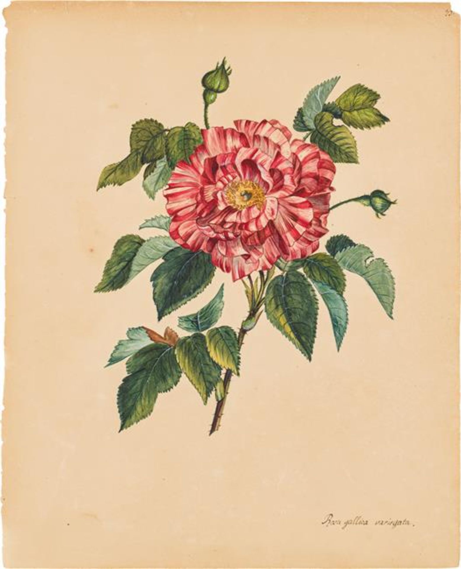 Artist of the 19th century: Mixed lot: Flower studies (5 pieces) - Image 5 of 6