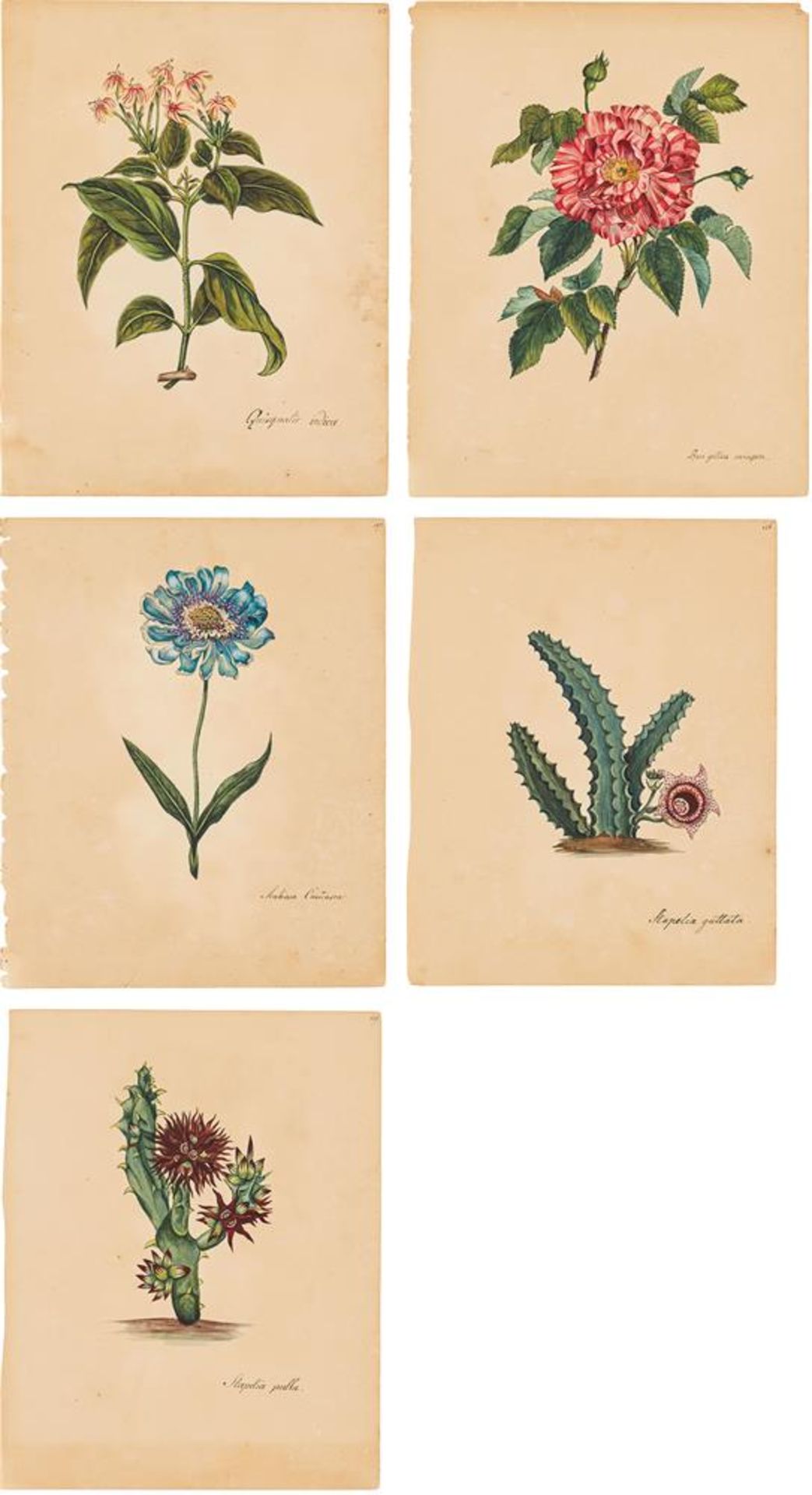 Artist of the 19th century: Mixed lot: Flower studies (5 pieces)