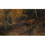 Carl Ritter von Dombrowski: Röhrender Hirsch im Herbstwald
