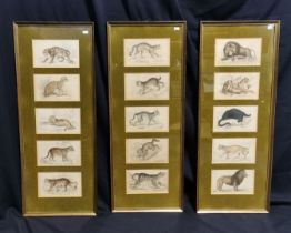 15 STEEL ENGRAVINGS WITH BIG CATS