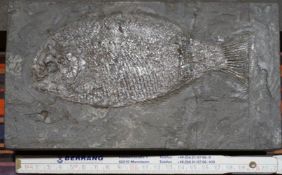 Umfangreiche Fossiliensammlung, überwiegend deutscher Jura.