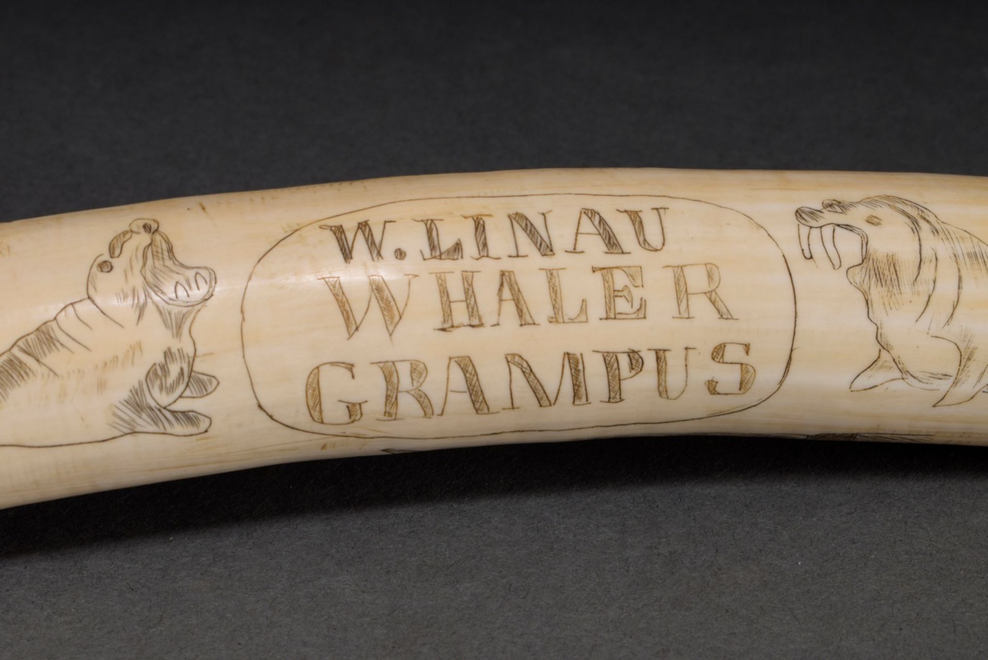 Scrimshaw „W.Linau Whaler Grampus“, Walzahn mit geschwärztem Ritzdekor, „Wal, Walrösser und Waljagd - Bild 2 aus 6