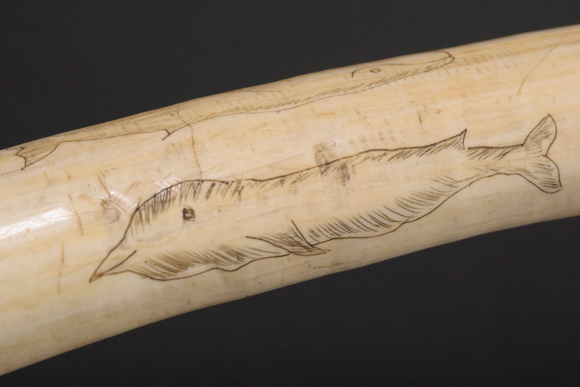 Scrimshaw „Wale“, Walrosszahn mit geschwärztem Ritzdekor „Verschiedene Walarten“, 24,5cm, 223g - Bild 6 aus 7