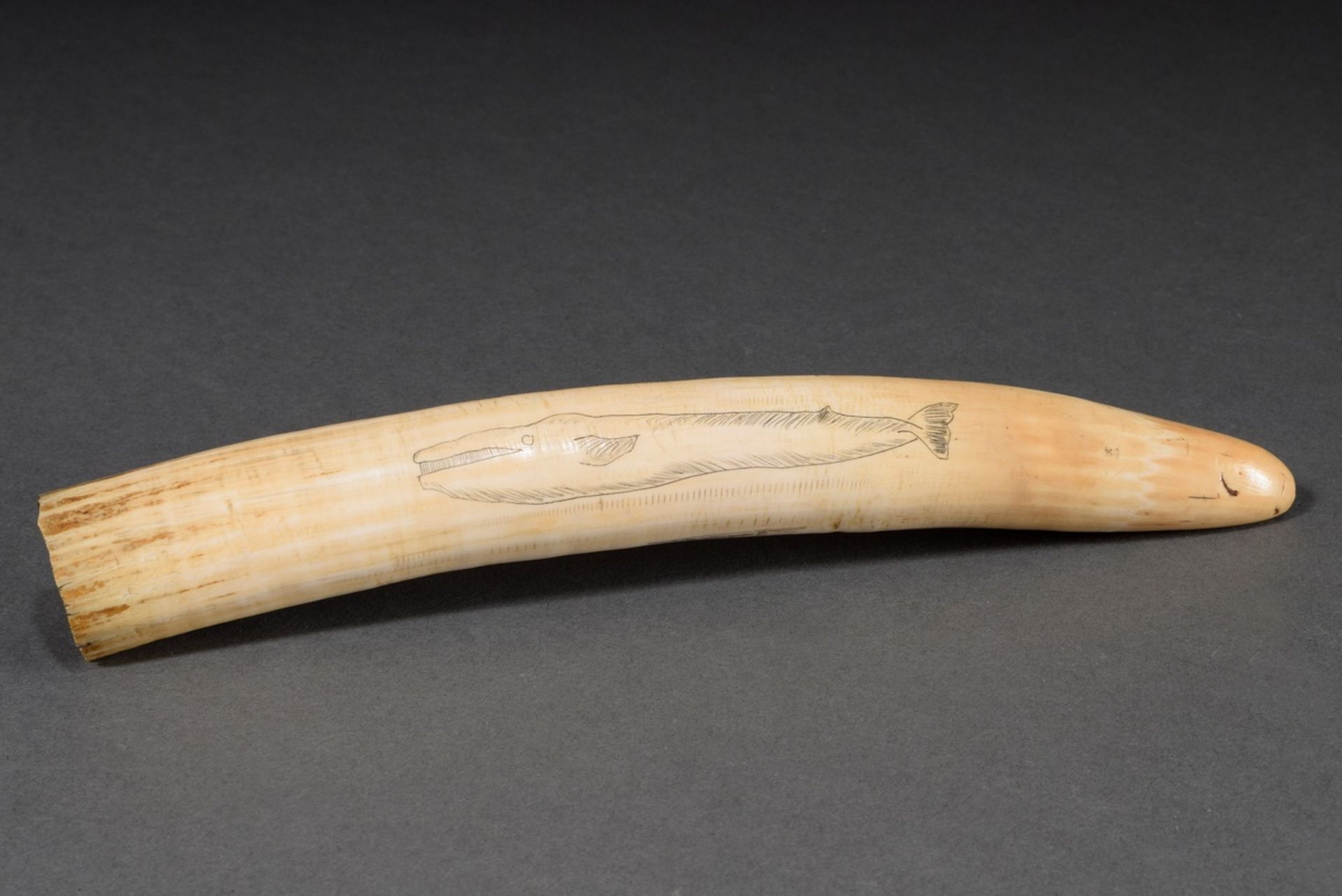 Scrimshaw „W.Linau Whaler Grampus“, Walzahn mit geschwärztem Ritzdekor, „Wal, Walrösser und Waljagd - Bild 3 aus 6