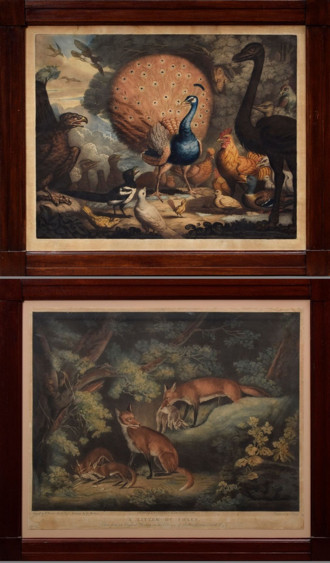 2 Diverse colorierte Radierungen: "A Litter of Foxes", gest. von Joseph Grozer (Ende 18.Jh.) und "P