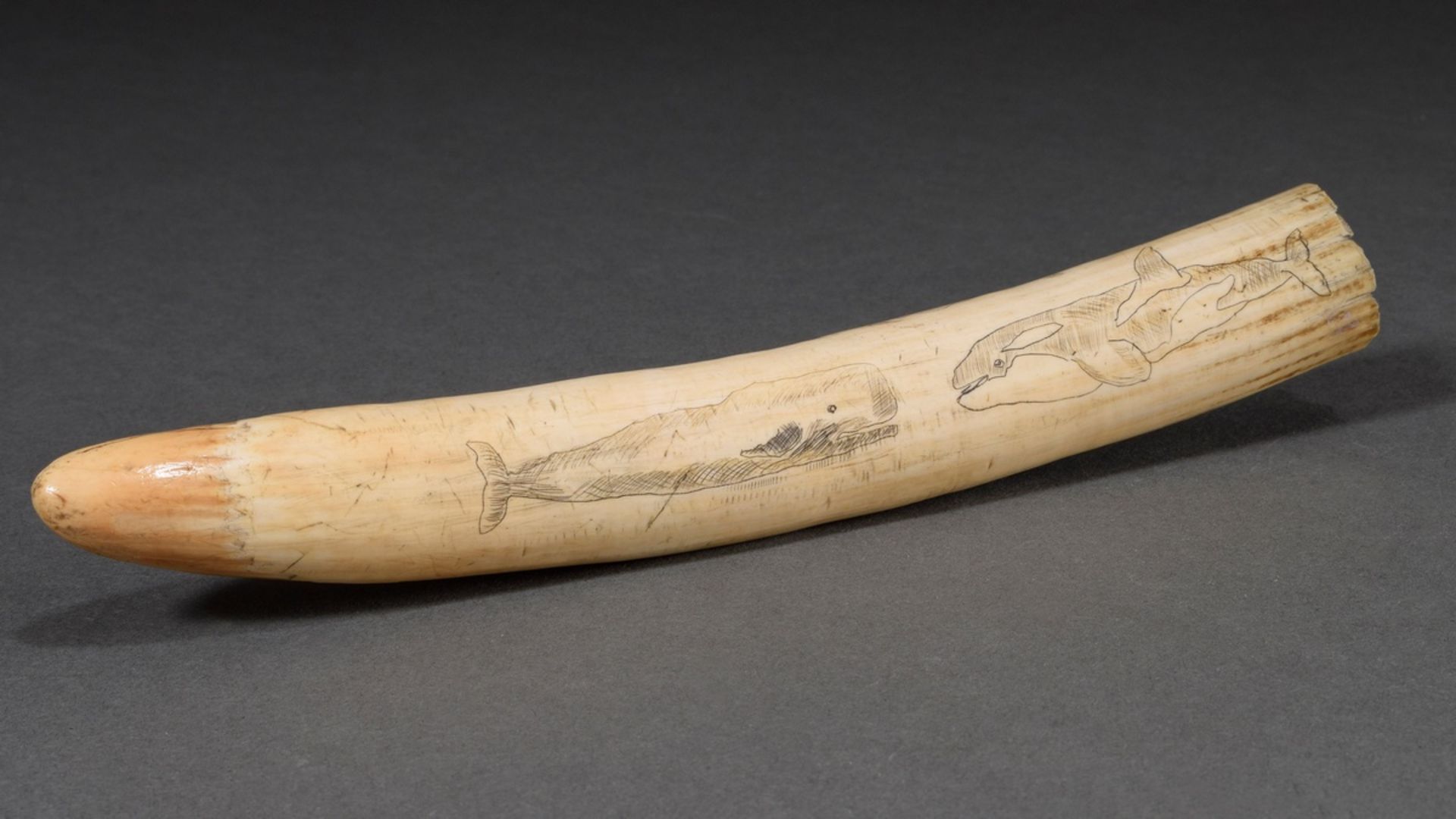 Scrimshaw „Wale“, Walrosszahn mit geschwärztem Ritzdekor „Verschiedene Walarten“, 24,5cm, 223g