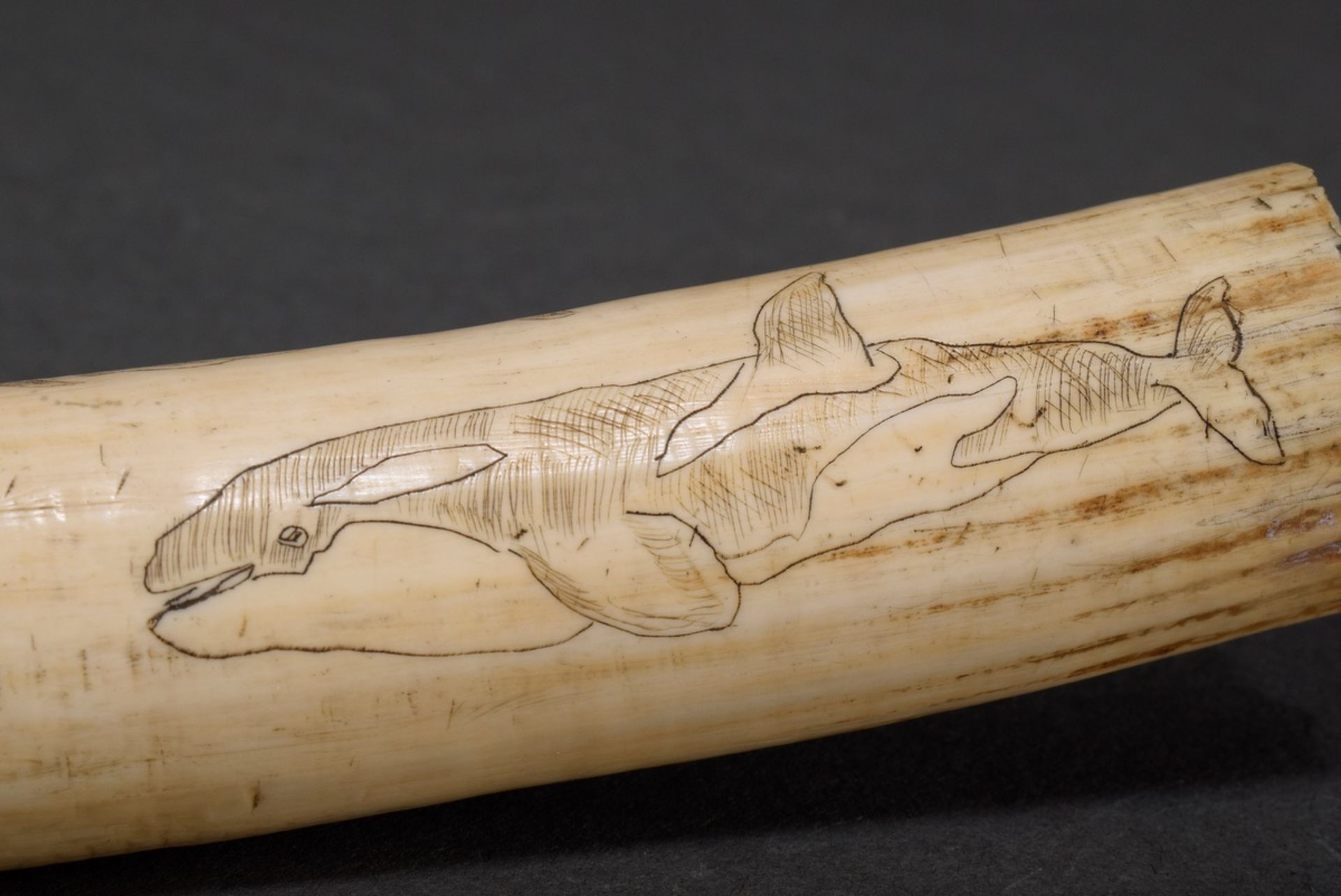 Scrimshaw „Wale“, Walrosszahn mit geschwärztem Ritzdekor „Verschiedene Walarten“, 24,5cm, 223g - Bild 5 aus 7