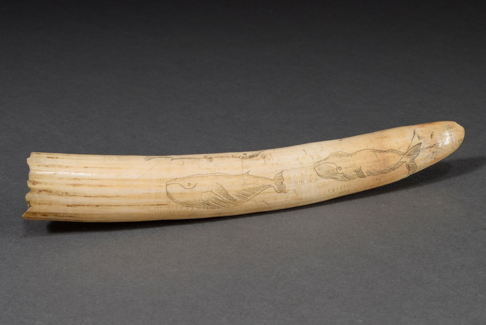 Scrimshaw „Wale“, Walrosszahn mit geschwärztem Ritzdekor „Verschiedene Walarten“, 24,5cm, 223g - Bild 2 aus 7