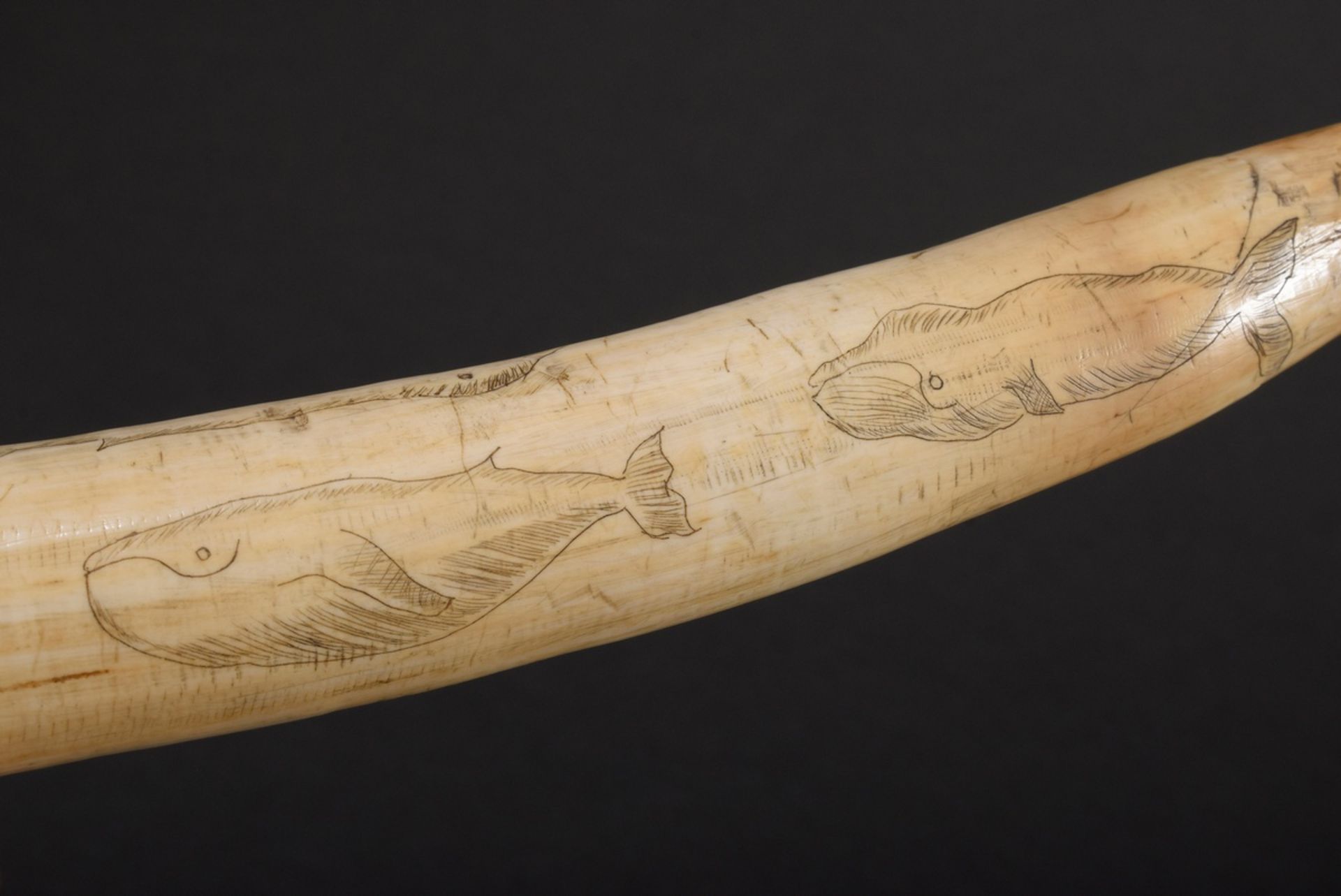 Scrimshaw „Wale“, Walrosszahn mit geschwärztem Ritzdekor „Verschiedene Walarten“, 24,5cm, 223g - Bild 7 aus 7