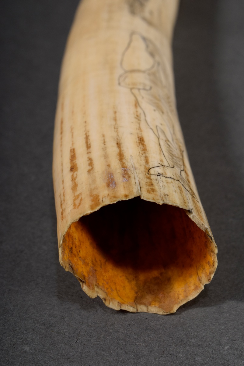 Scrimshaw "Whales", walrus tooth with blackened incised decoration "Various species of whales", 24, - Image 3 of 7