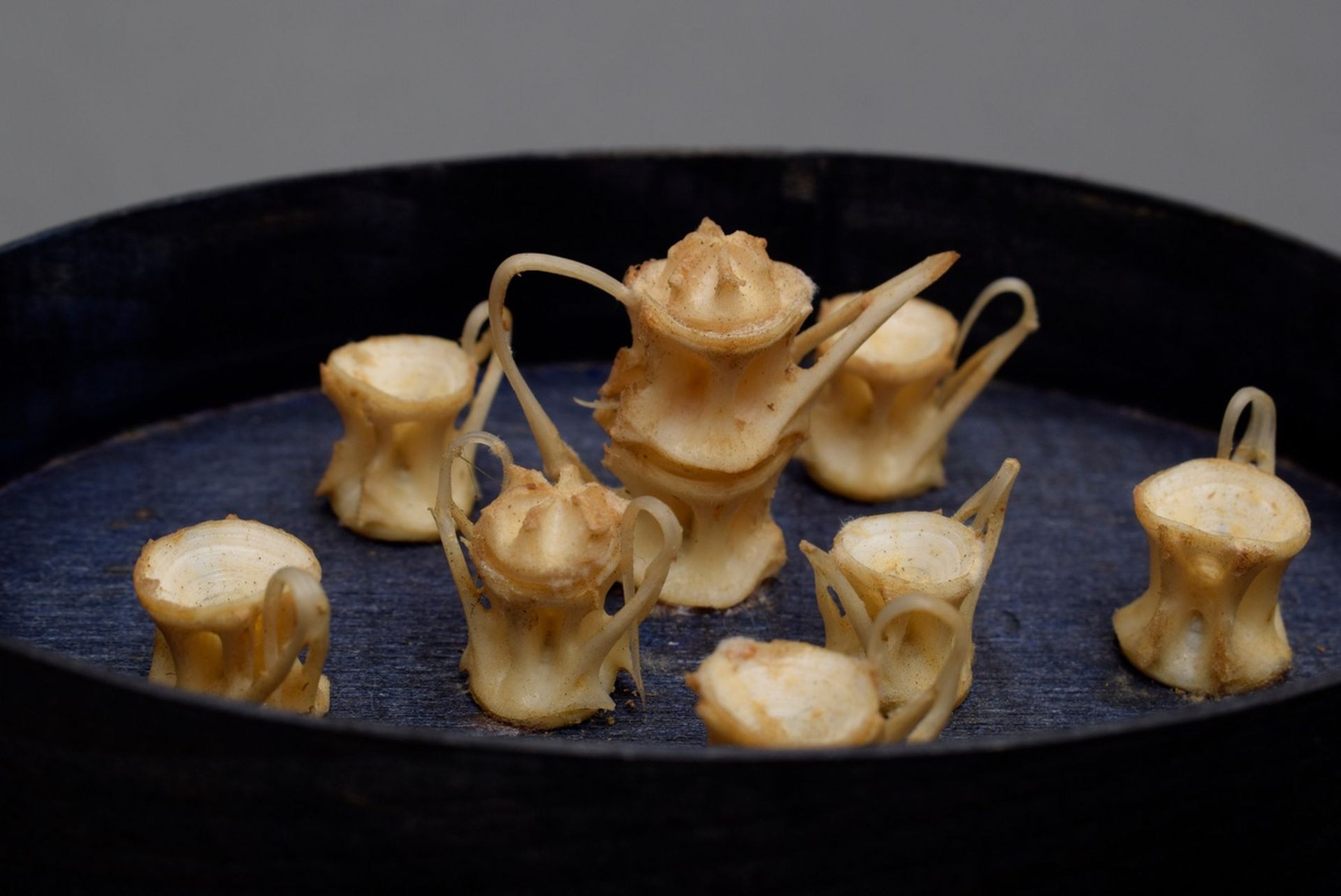 Miniatur Teeservice aus Hai-Wirbelknochen, in Spanschachtel montiert, 3x11x7,5cm (mit Schachtel), l - Bild 2 aus 2