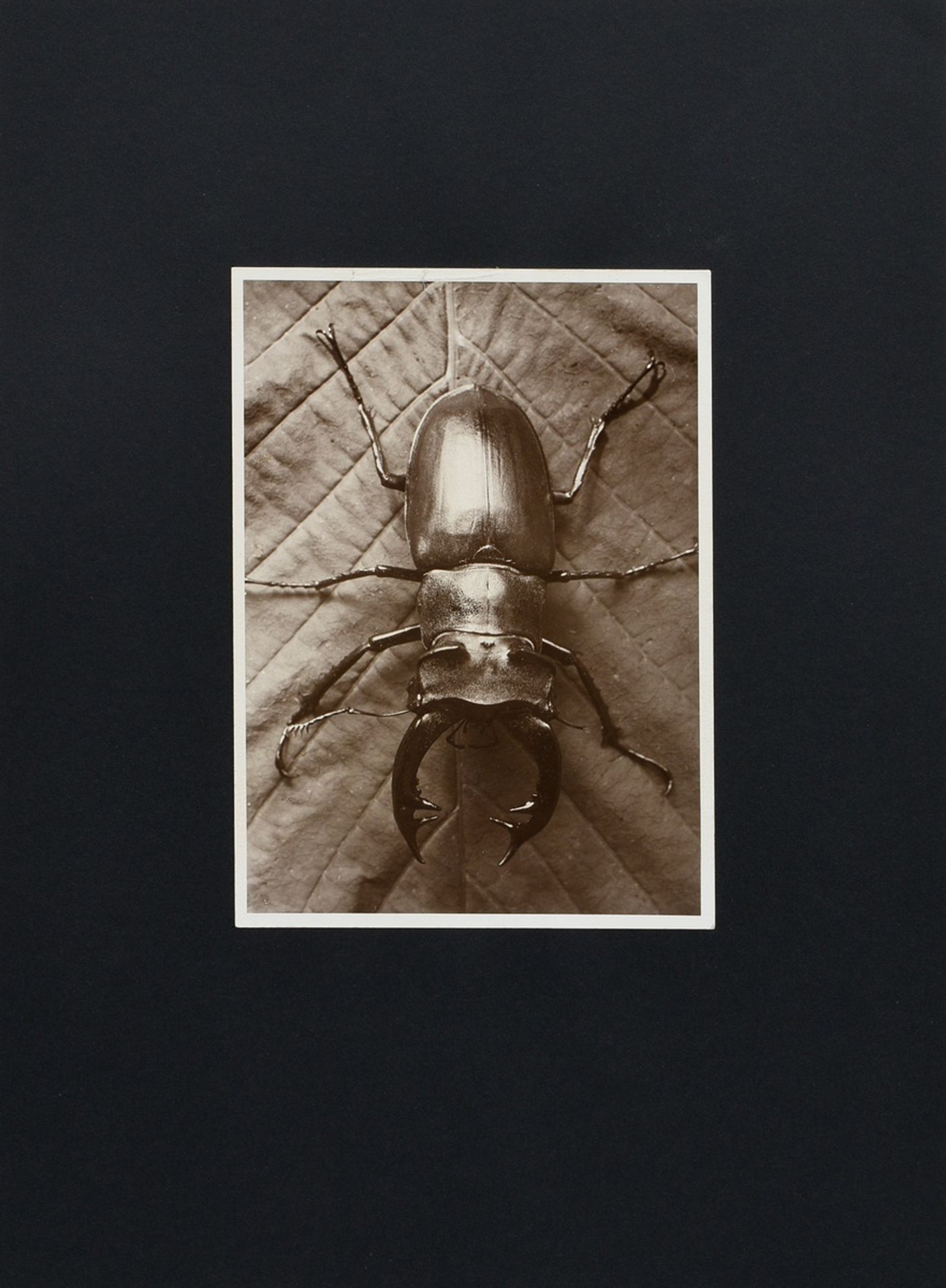 7 Renger-Patzsch, Albert (1897-1966) "Animals and Plants", photographs mounted on cardboard, verso  - Image 5 of 18