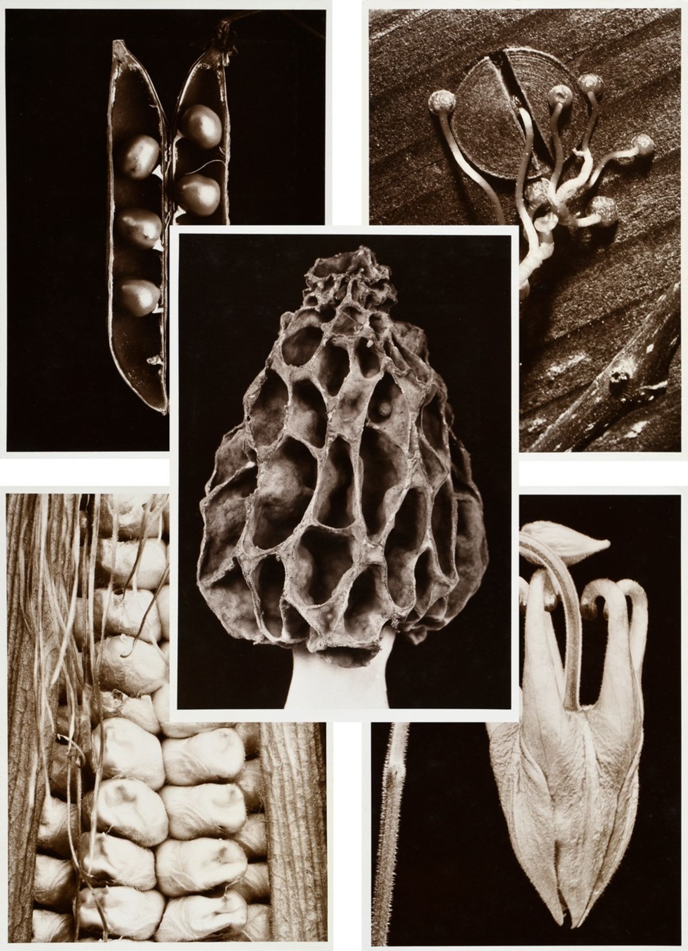 5 Koch, Fred (1904-1947) "Plants", photographs mounted on cardboard, inscr. and stamped on verso, 1