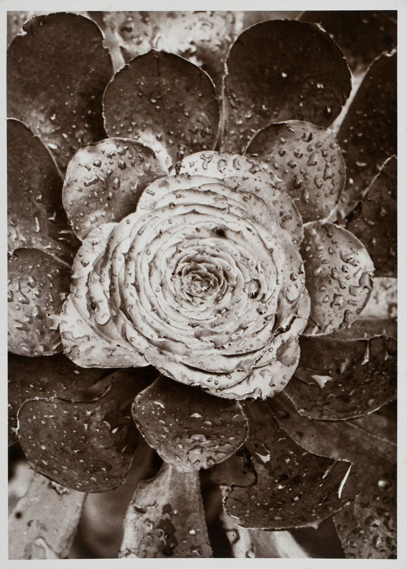 10 Renger-Patzsch, Albert (1897-1966) "Plant Studies", photographs mounted on cardboard, stamped on - Image 4 of 14