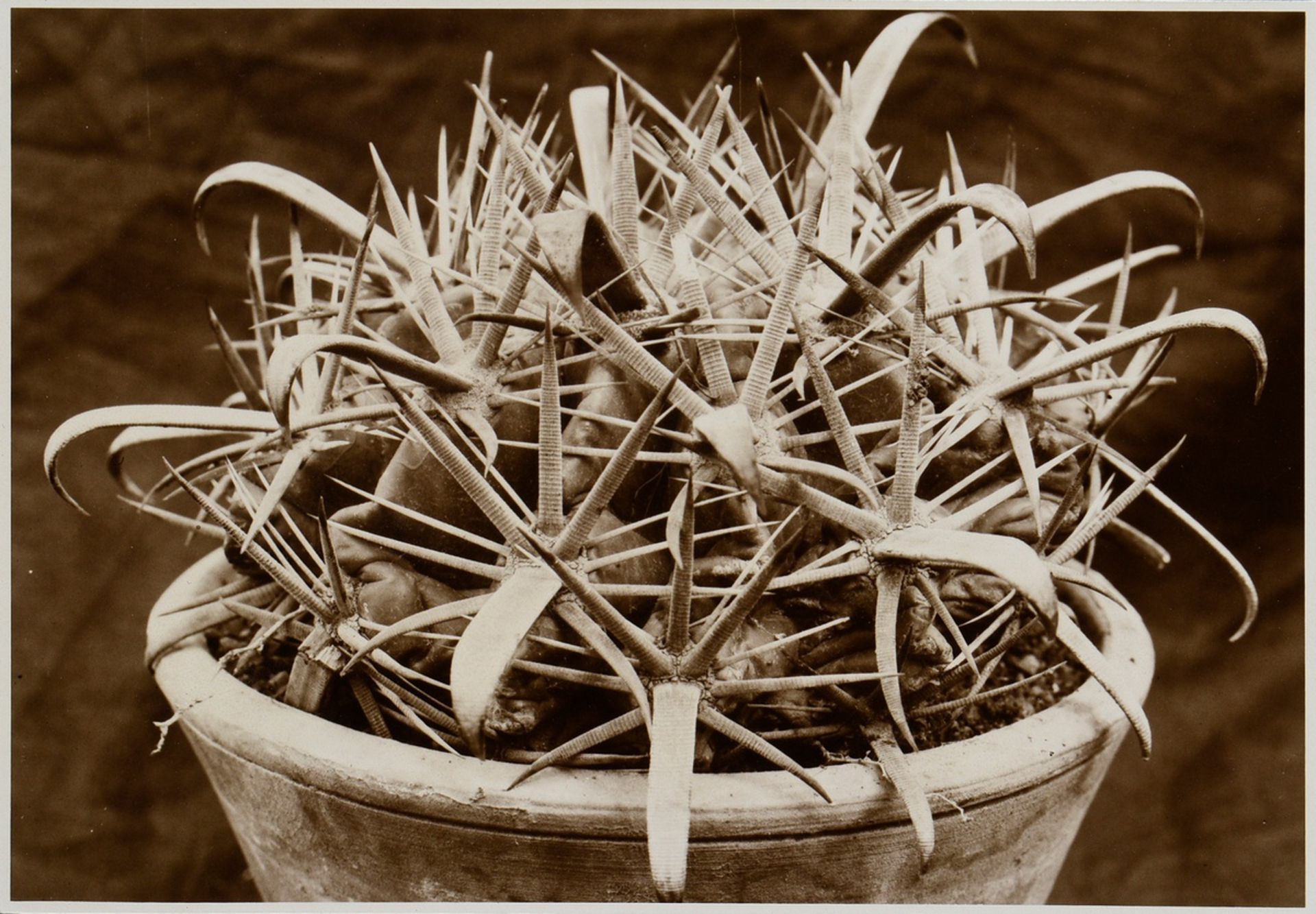 7 Renger-Patzsch, Albert (1897-1966) "Animals and Plants", photographs mounted on cardboard, verso  - Image 16 of 18