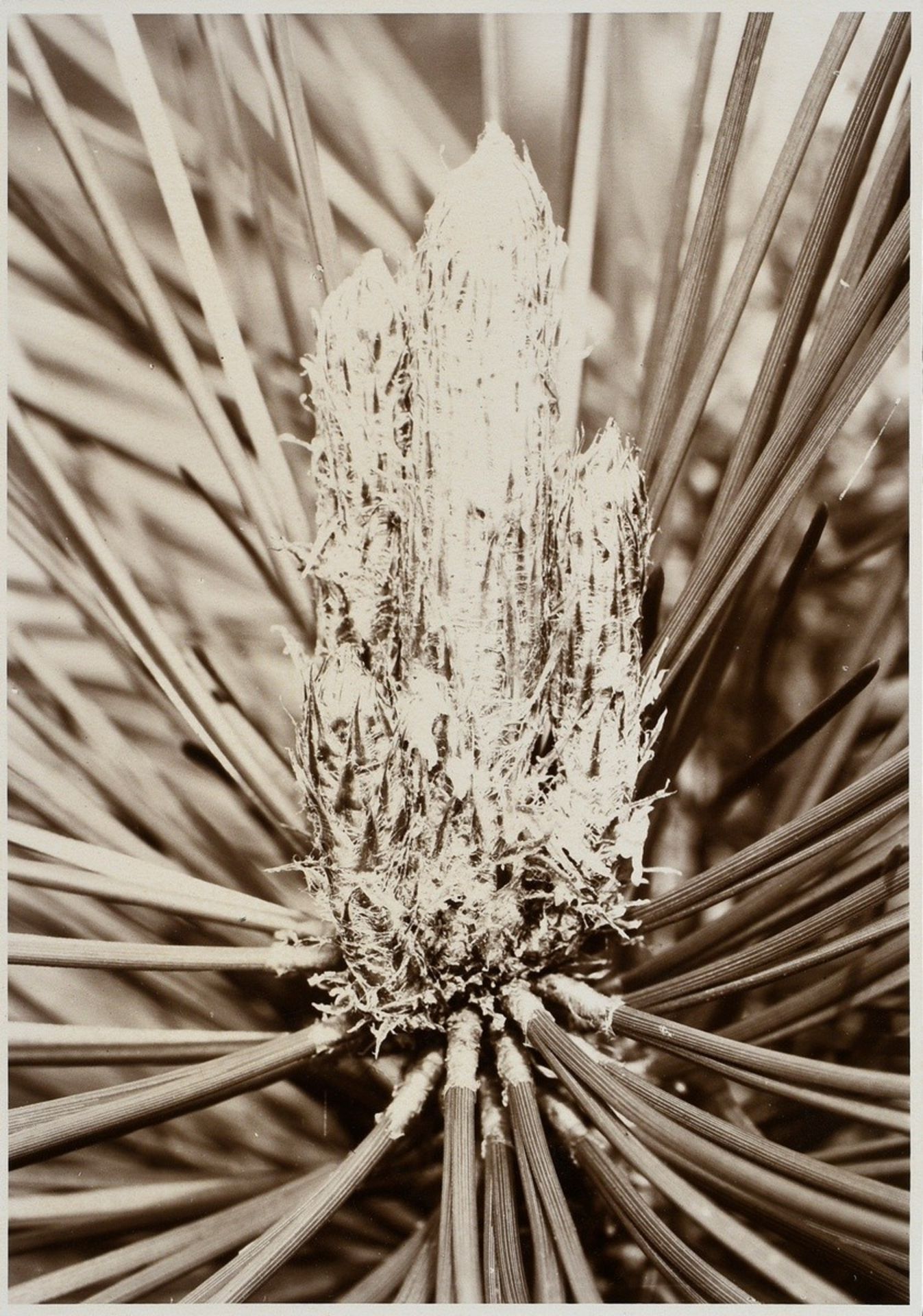 7 Renger-Patzsch, Albert (1897-1966) "Animals and Plants", photographs mounted on cardboard, verso  - Image 17 of 18