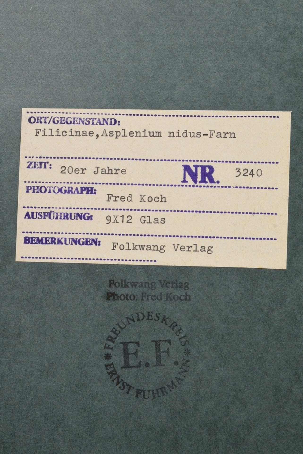 6 Koch, Fred (1904-1947) "Ice Crystals, Mushrooms, Animals", photographs mounted on cardboard, insc - Image 3 of 20