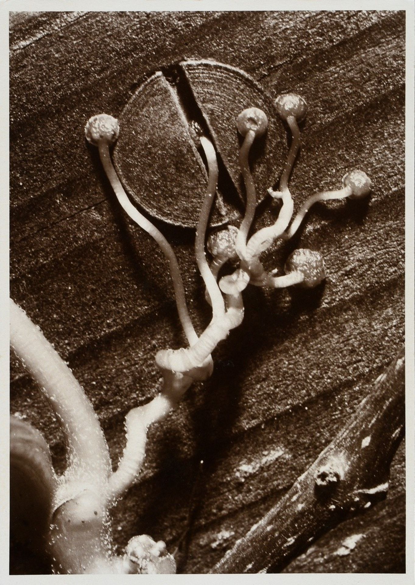 5 Koch, Fred (1904-1947) "Plants", photographs mounted on cardboard, inscr. and stamped on verso, 1 - Image 9 of 12