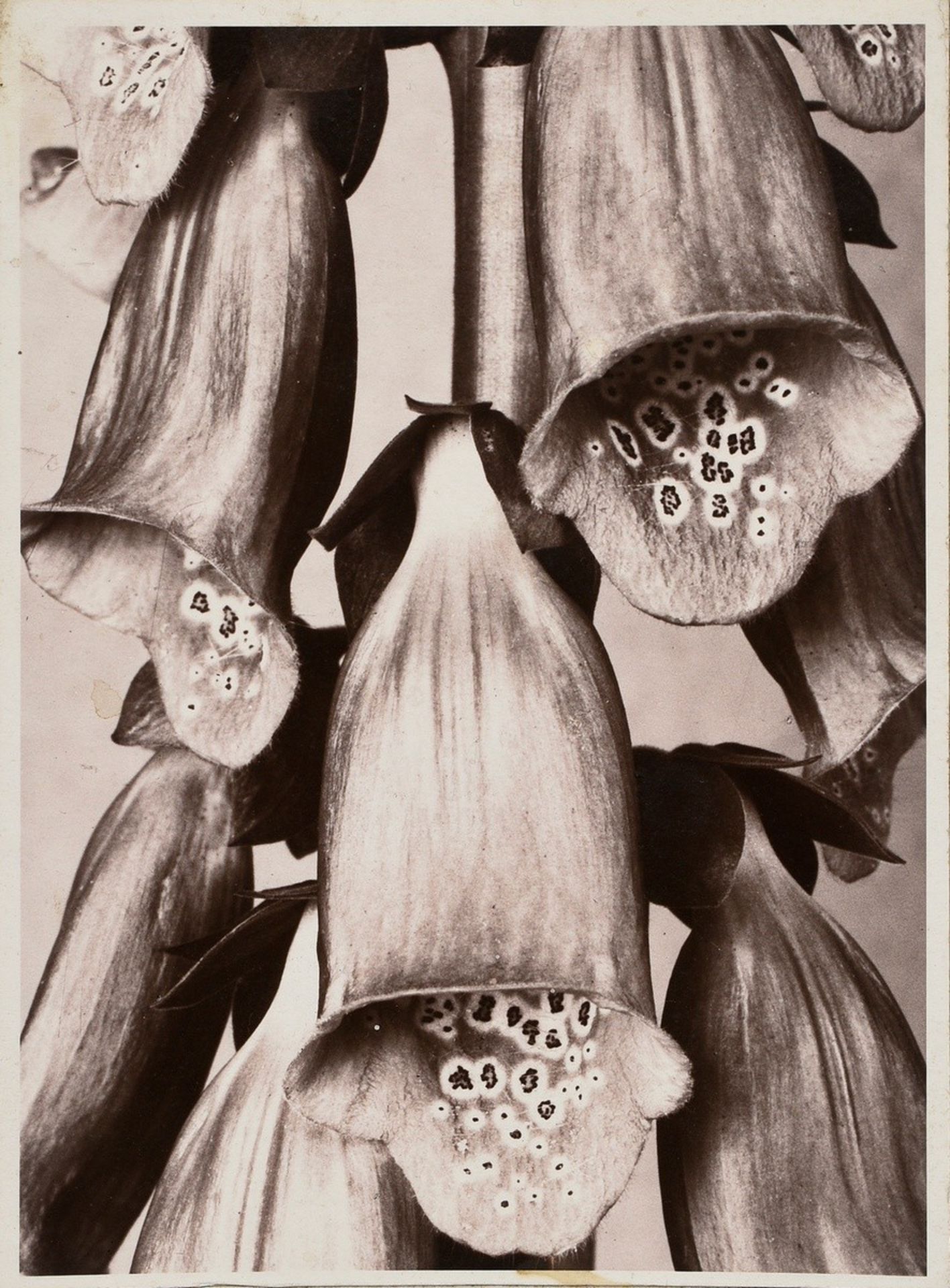 10 Renger-Patzsch, Albert (1897-1966) "Plant Studies", photographs mounted on cardboard, stamped on - Image 9 of 14