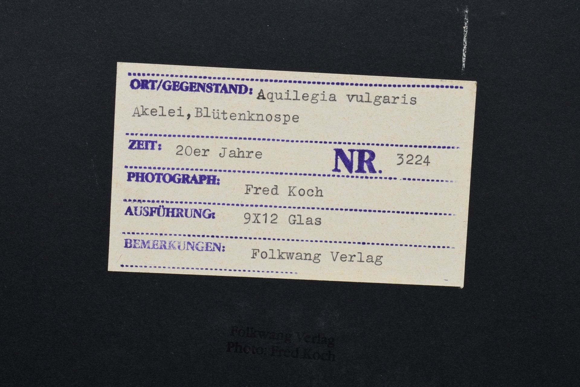 5 Koch, Fred (1904-1947) "Plants", photographs mounted on cardboard, inscr. and stamped on verso, 1 - Image 7 of 12