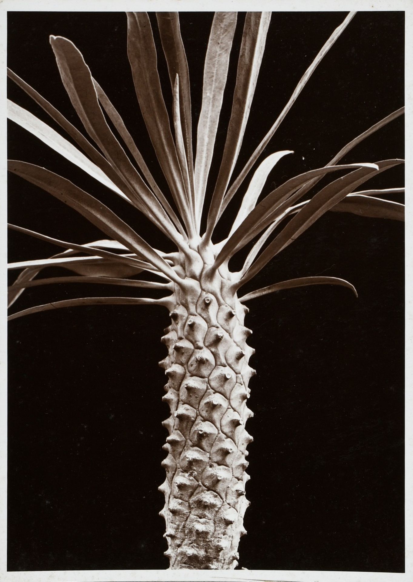 10 Renger-Patzsch, Albert (1897-1966) "Plant Studies", photographs mounted on cardboard, stamped on - Image 8 of 14