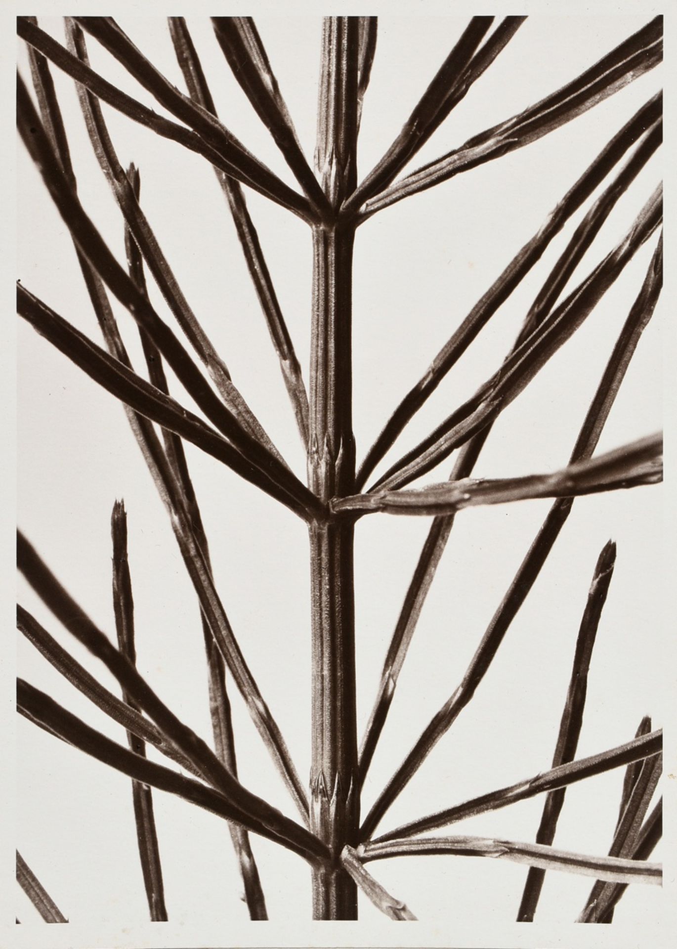 10 Renger-Patzsch, Albert (1897-1966) "Plant Studies", photographs mounted on cardboard, stamped on - Image 10 of 14