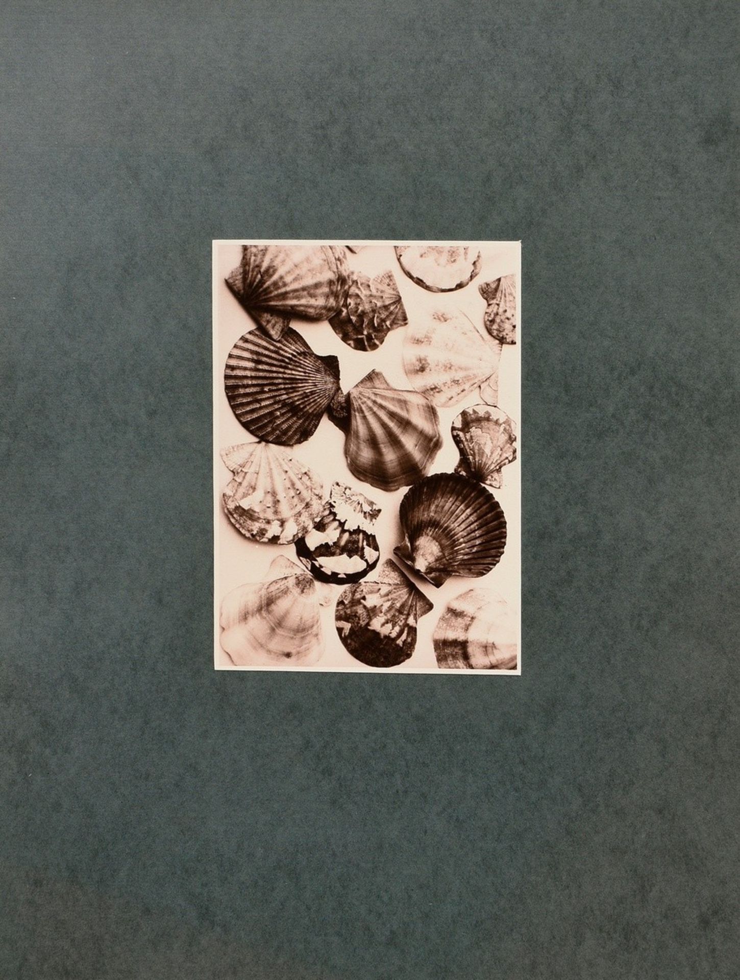 6 Koch, Fred (1904-1947) "Ice Crystals, Mushrooms, Animals", photographs mounted on cardboard, insc - Image 11 of 20