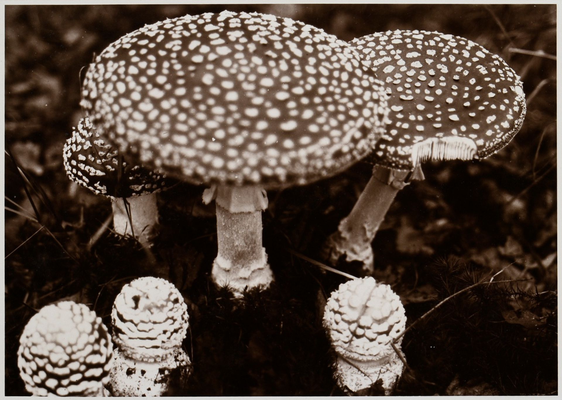 6 Koch, Fred (1904-1947) "Ice Crystals, Mushrooms, Animals", photographs mounted on cardboard, insc - Image 17 of 20