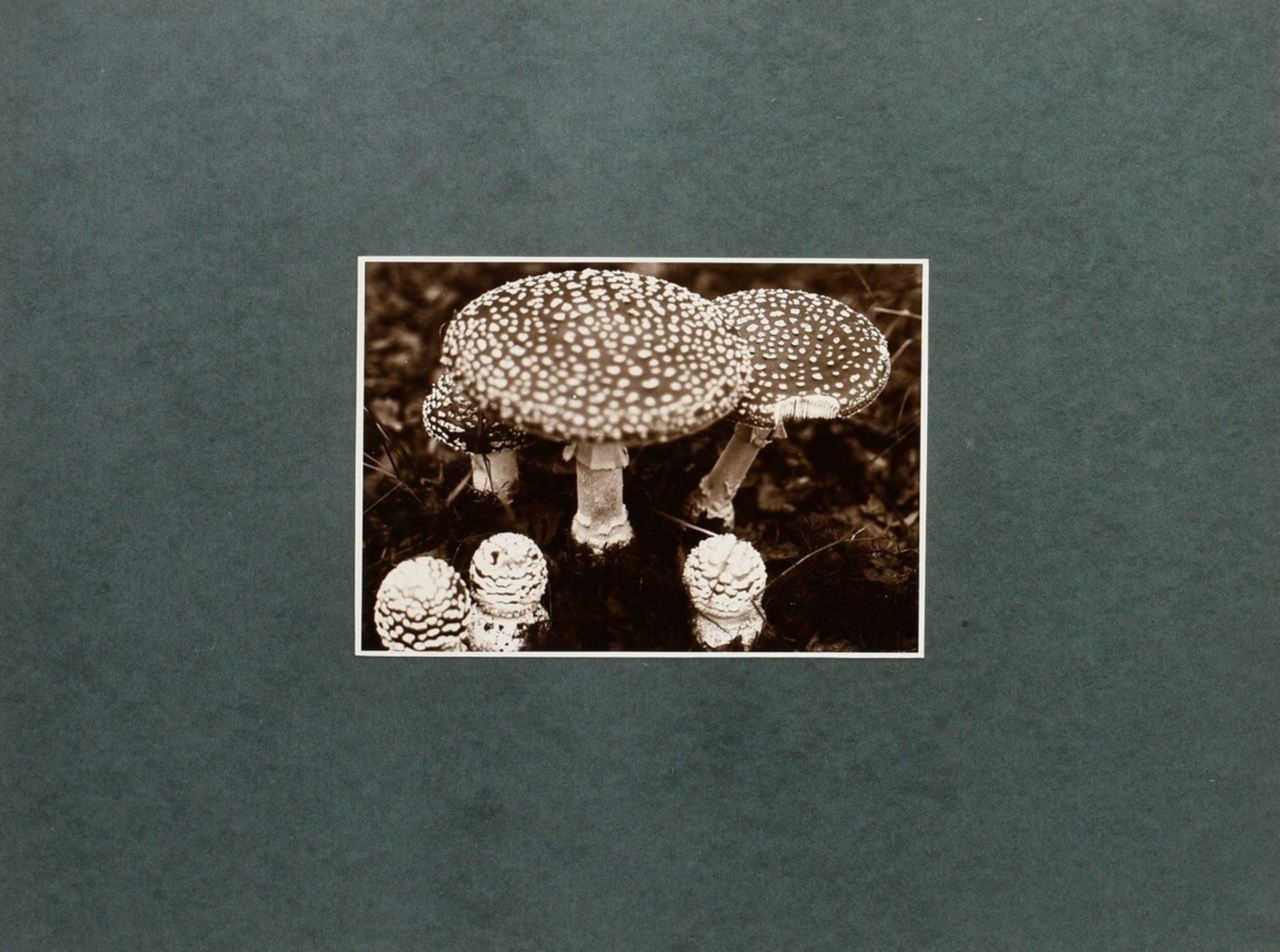 6 Koch, Fred (1904-1947) "Ice Crystals, Mushrooms, Animals", photographs mounted on cardboard, insc - Image 6 of 20