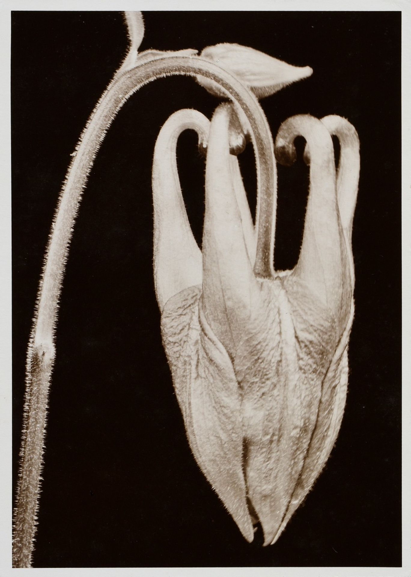 5 Koch, Fred (1904-1947) "Plants", photographs mounted on cardboard, inscr. and stamped on verso, 1 - Image 12 of 12