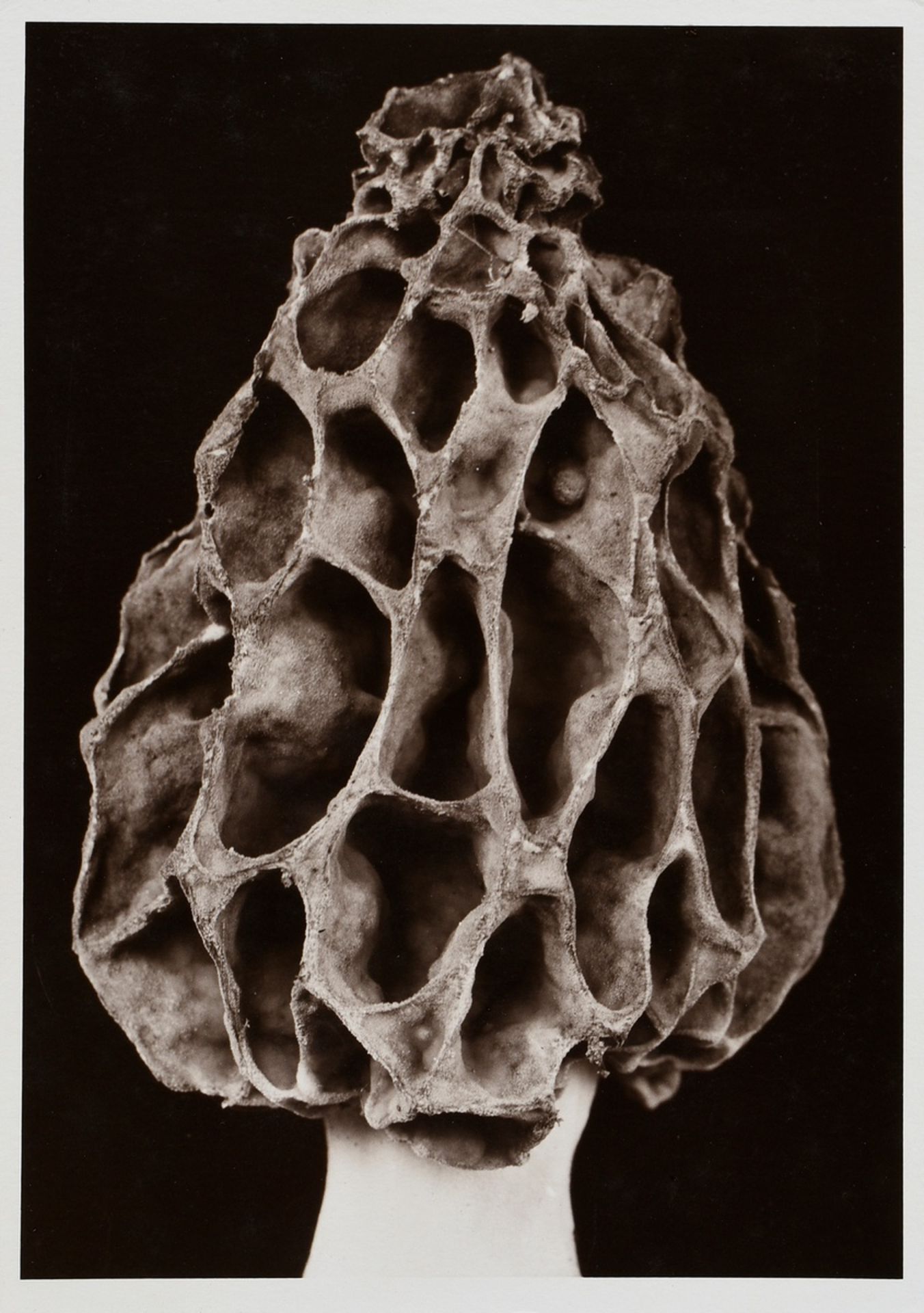 5 Koch, Fred (1904-1947) "Plants", photographs mounted on cardboard, inscr. and stamped on verso, 1 - Image 11 of 12