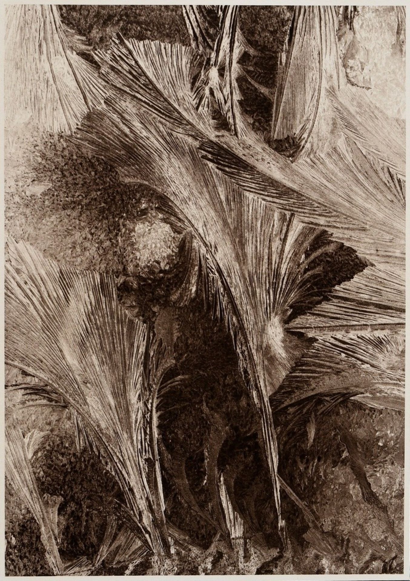 6 Koch, Fred (1904-1947) "Ice Crystals, Mushrooms, Animals", photographs mounted on cardboard, insc - Image 16 of 20
