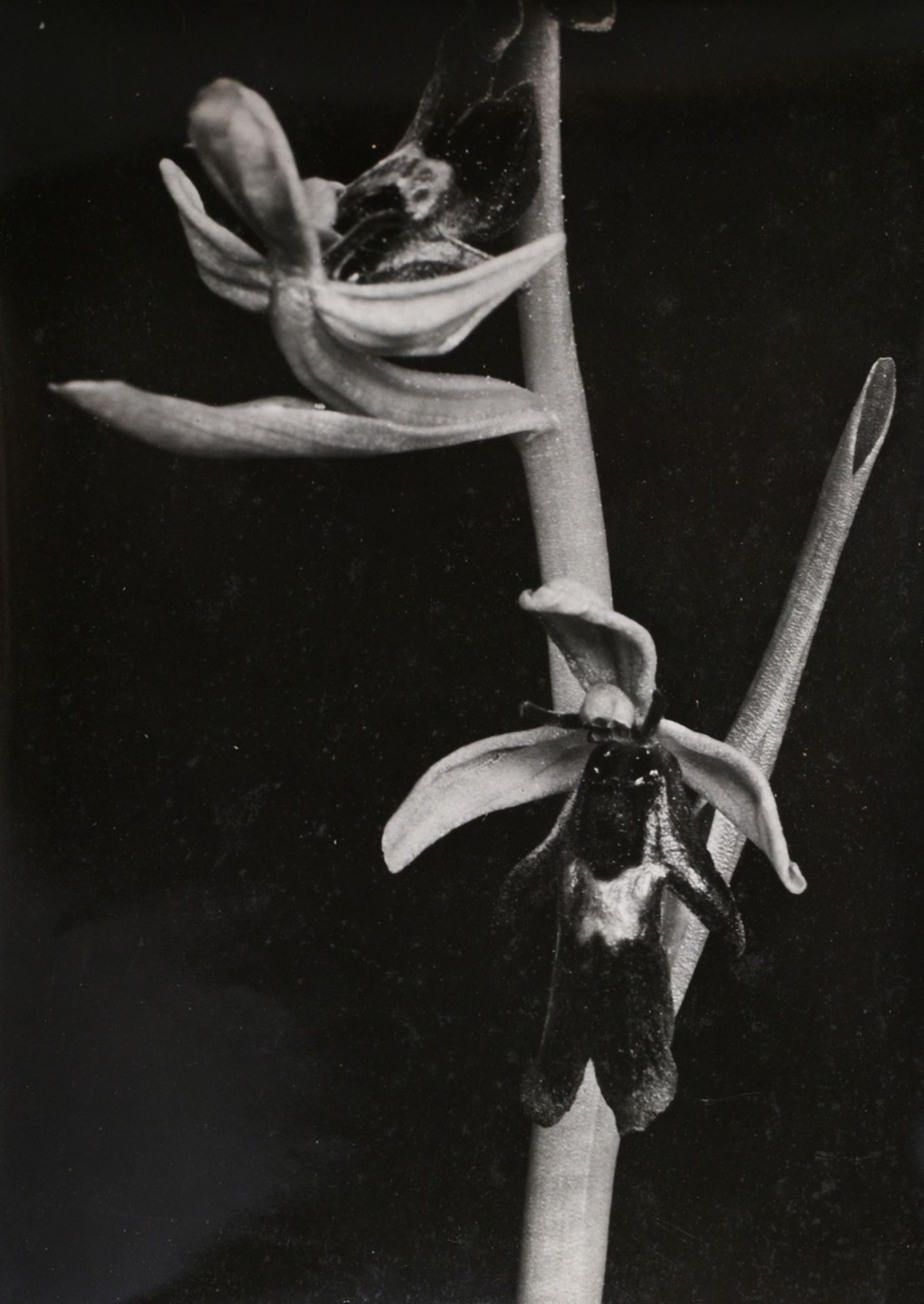 2 Koch, Fred (1904-1947) "Ernst Fuhrmann" and "Orchid", photographs mounted on cardboard, verso ins - Image 2 of 7