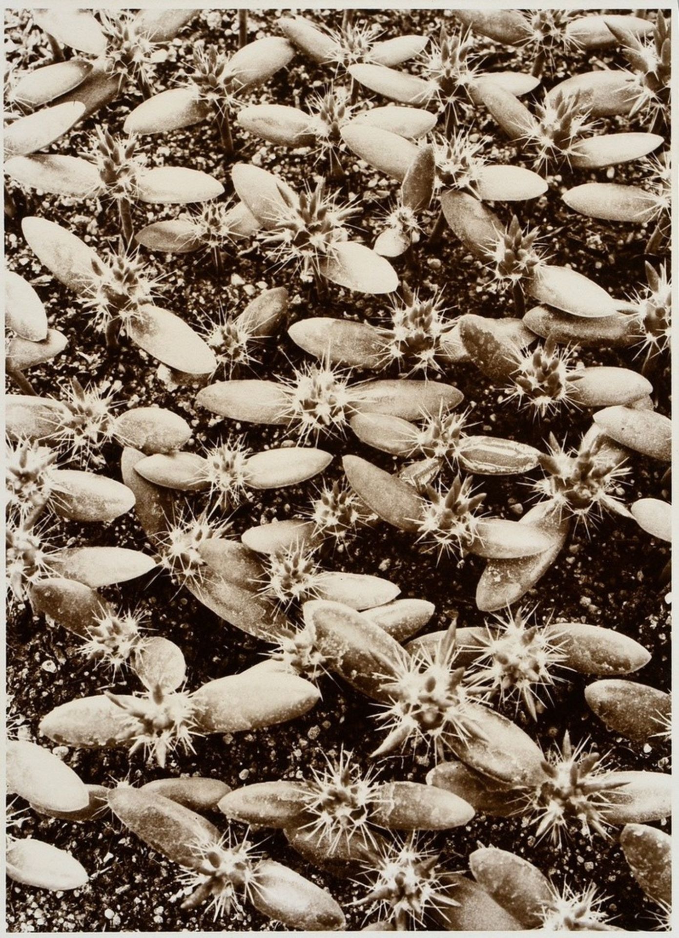 7 Renger-Patzsch, Albert (1897-1966) "Animals and Plants", photographs mounted on cardboard, verso  - Image 18 of 18