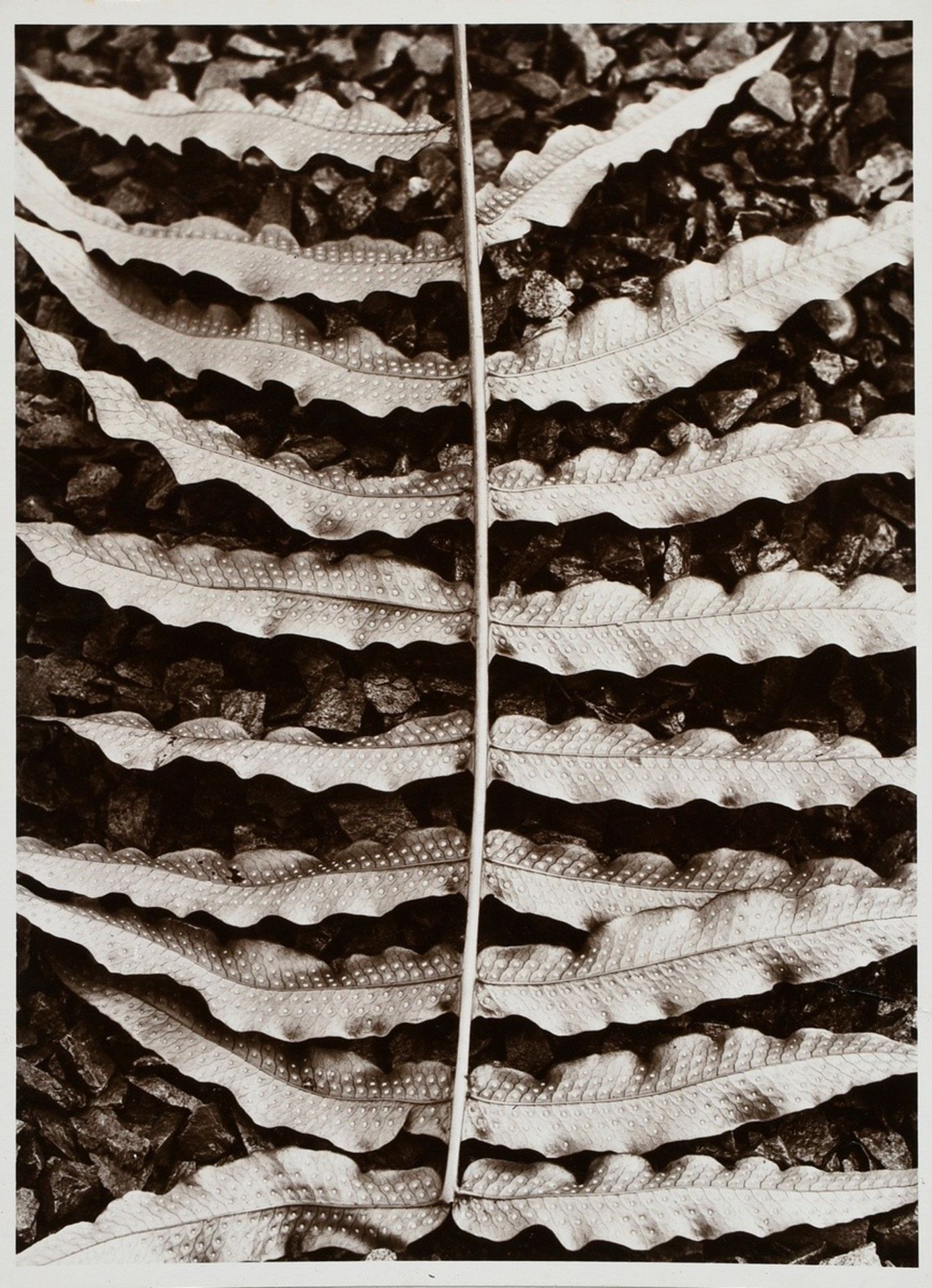10 Renger-Patzsch, Albert (1897-1966) "Plant Studies", photographs mounted on cardboard, stamped on - Image 12 of 14