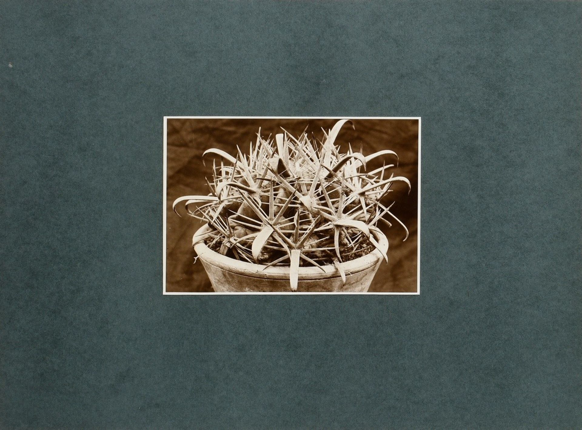 7 Renger-Patzsch, Albert (1897-1966) "Animals and Plants", photographs mounted on cardboard, verso  - Image 7 of 18