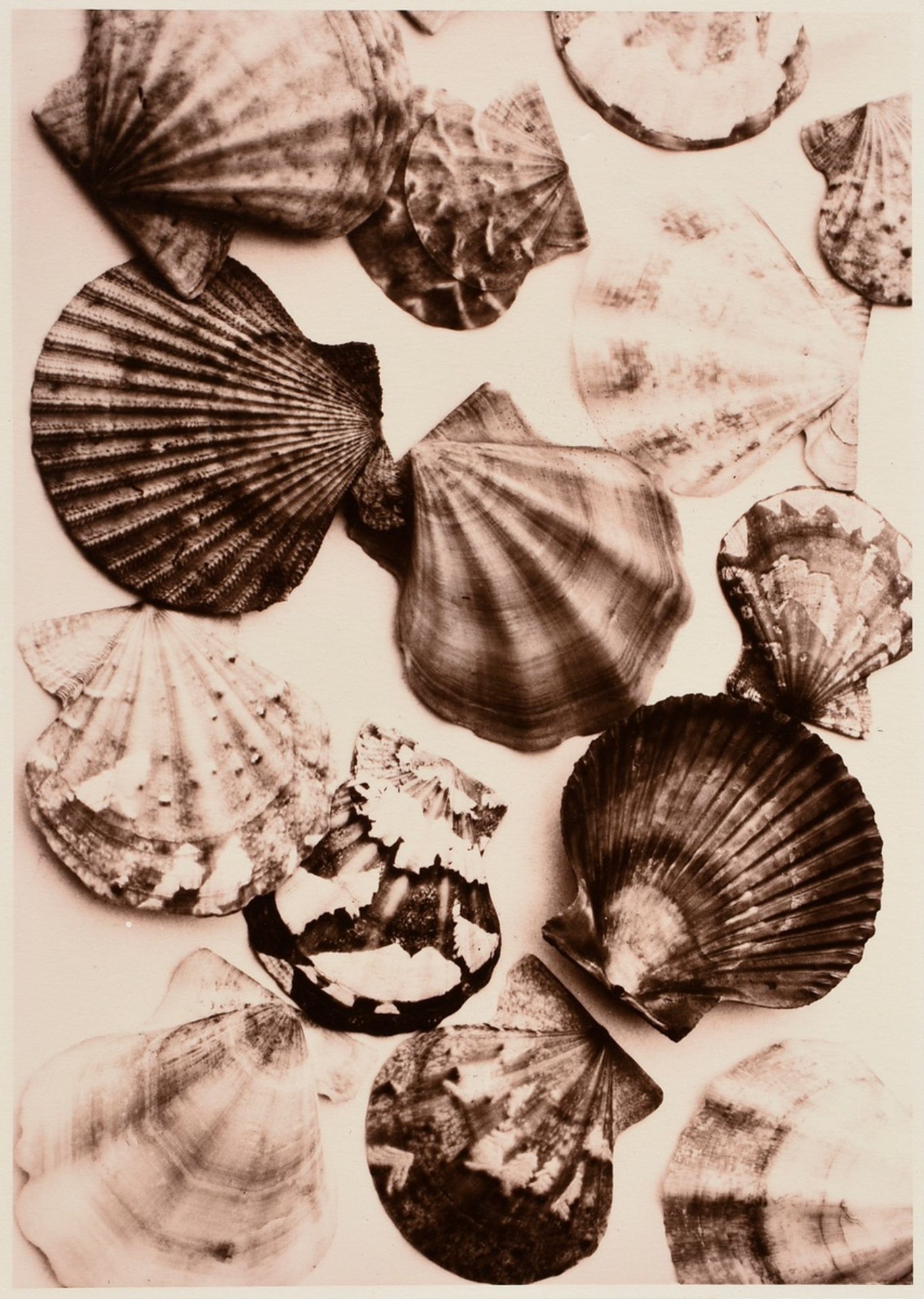 6 Koch, Fred (1904-1947) "Ice Crystals, Mushrooms, Animals", photographs mounted on cardboard, insc - Image 19 of 20