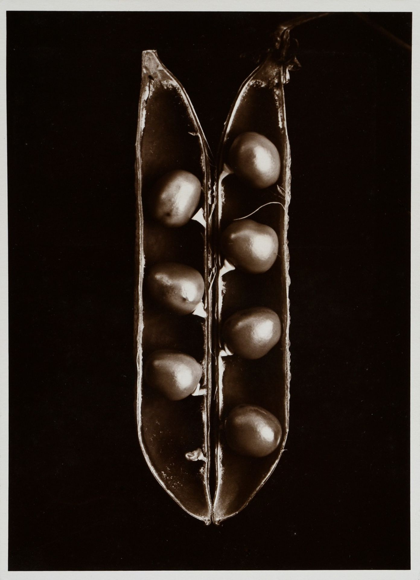 5 Koch, Fred (1904-1947) "Plants", photographs mounted on cardboard, inscr. and stamped on verso, 1 - Image 8 of 12